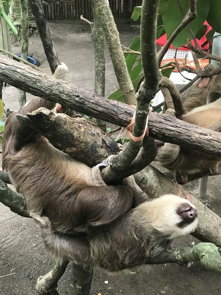 Photo of a sloth during my travels in Costa Rica - Puerto Viejo, Costa Rica Jun 2017