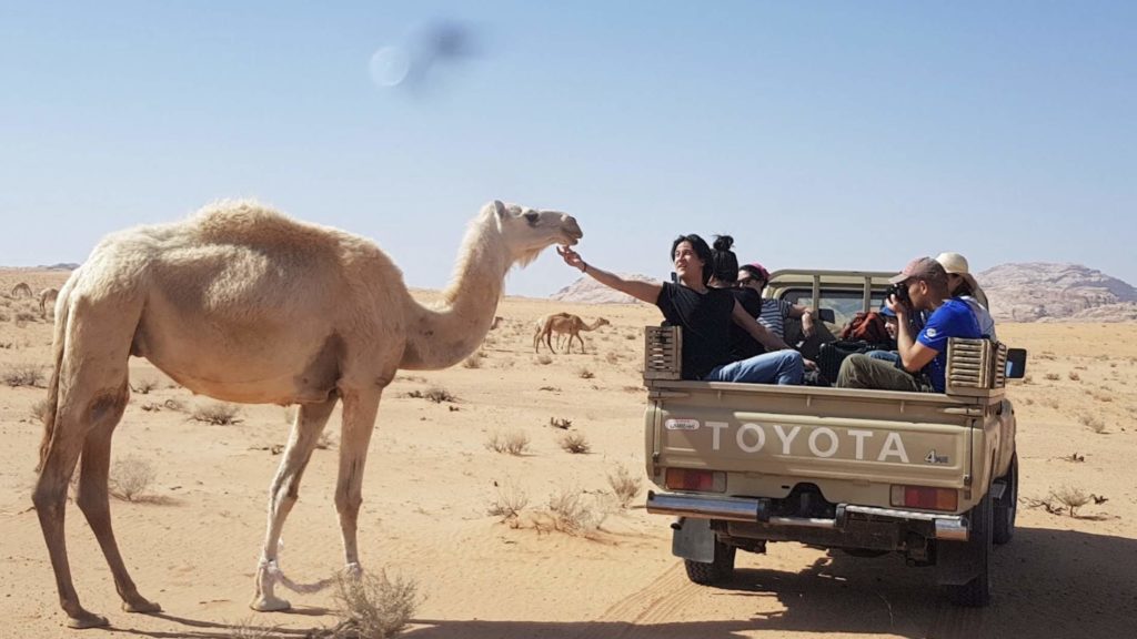 Saying hi to a dromedary from a jeep in the desert - Wadi Rum, Jordan Apr 2018
